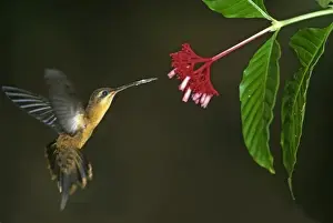 South East Prints: Hummingbird, Needle-billed Hermit (Phaethornis phillippi) feeding at flower, Lake Sandoval