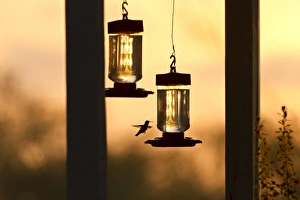 Images Dated 22nd September 2011: Hummingbirds at feeder before sunrise, Texas