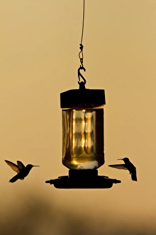 Images Dated 22nd September 2011: Hummingbirds at feeder before sunrise, Texas