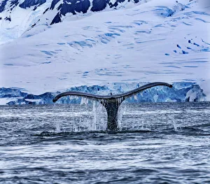 Antarctica Prints: Humpback Baleen Whale Tail Chasing Krill blue Charlotte Bay, Antarctica