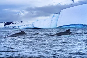 Antarctica Prints: Two Humpback Baleen Whales Chasing Krill blue iceberg Floating sea water Charlotte Bay