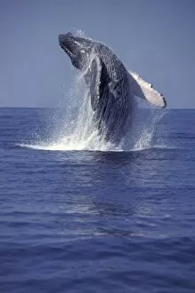 Humpback whale breaching (Megaptera novaeangliae)