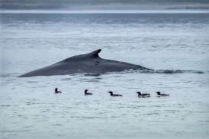 USA, North America, Alaska Prints: Humpback Whale, Ernest Sound, Wrangell, Alaska, USA