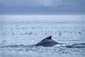 Humpback Whale, Ernest Sound, Wrangell, Alaska, USA
