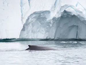 Whale Prints: Humpback whale in front of icebergs at the mouth of the Ilulissat Icefjord at Disko Bay