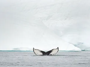 Humpback whale in front of icebergs at the mouth of the Ilulissat Icefjord at Disko Bay
