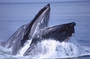 Frederick Sound Prints: Humpback Whale Lunge feeding Close-up, Megaptera novaeangilae, Frederick Sound, Alaska