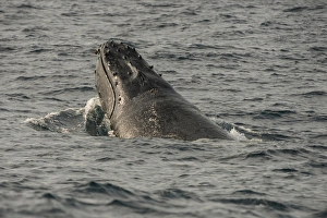 Images Dated 2nd July 2013: Humpback Whale (Megaptera novaeangliae), Sardine run, Eastern Cape, SOUTH AFRICA