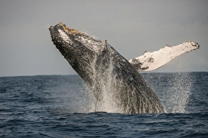 South Africa Prints: Humpback Whale (Megaptera novaeangliae), Sardine run, Eastern Cape, SOUTH AFRICA