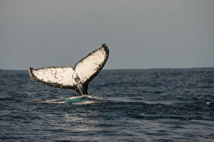 Images Dated 2nd July 2013: Humpback Whale (Megaptera novaeangliae), Sardine run, Eastern Cape, SOUTH AFRICA