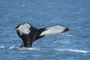 Images Dated 1st September 2014: Humpback whale (Megaptera novaeangliae)