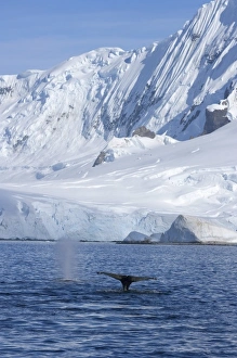 Images Dated 25th January 2007: humpback whale, Megaptera novaeangliae, pair feeding in the waters off the western