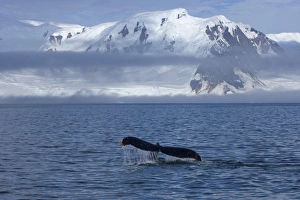 humpback whale, Megaptera novaeangliae, feeding in the waters off the western Antarctic Peninsula