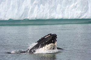 Images Dated 4th February 2007: humpback whale, Megaptera novaeangliae, feeding in the waters off the western Antarctic Peninsula