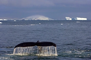 Images Dated 4th February 2007: humpback whale, Megaptera novaeangliae, feeding in the waters off the western Antarctic Peninsula