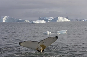 Images Dated 4th February 2007: humpback whale, Megaptera novaeangliae, feeding in the waters off the western Antarctic Peninsula