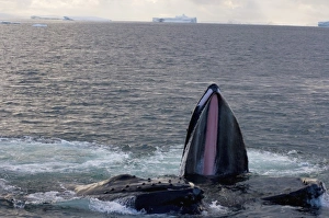 Images Dated 4th February 2007: humpback whale, Megaptera novaeangliae, pair feeding in the waters off the western