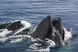 Images Dated 4th February 2007: humpback whale, Megaptera novaeangliae, pair feeding in the waters off the western