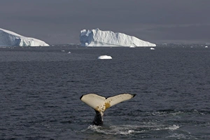 Images Dated 4th February 2007: humpback whale, Megaptera novaeangliae, feeding in the waters off the western Antarctic Peninsula