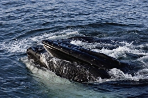 Images Dated 4th February 2007: humpback whale, Megaptera novaeangliae, pair feeding in the waters off the western