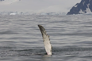 Images Dated 5th February 2007: humpback whale, Megaptera novaeangliae, frolicking in the waters off the western