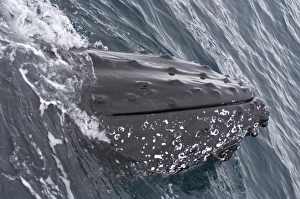 Images Dated 5th February 2007: humpback whale, Megaptera novaeangliae, frolicking in the waters off the western
