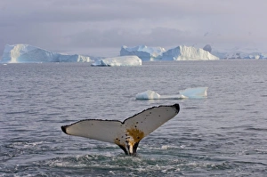 Images Dated 4th February 2007: humpback whale, Megaptera novaeangliae, feeding in the waters off the western Antarctic Peninsula