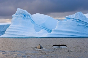 Images Dated 4th February 2007: humpback whale, Megaptera novaeangliae, pair feeding in the waters off the western