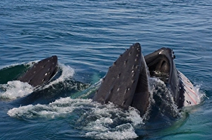 Images Dated 4th February 2007: humpback whale, Megaptera novaeangliae, pair feeding in the waters off the western