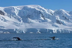 humpback whale, Megaptera novaeangliae, pair feeding in the waters off the western