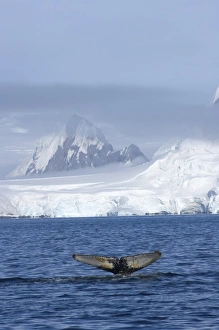 humpback whale, Megaptera novaeangliae, feeding in the waters off the western Antarctic Peninsula