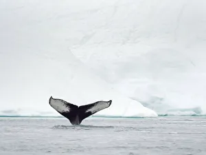 Humpback whale (Megaptera novaeangliae) in front of icebergs at the mouth of