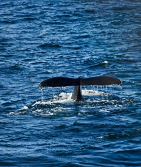 Fluke Prints: Humpback Whale (Megaptera novaeangliae) in the ocean, Antarctica