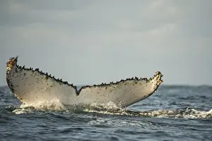 Humpback Whale (Megaptera novaeangliae) Sardine run, Eastern Cape, SOUTH AFRICA