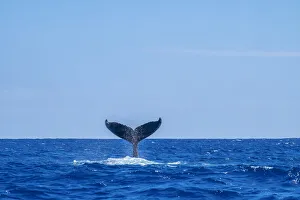 Humpback whale tail