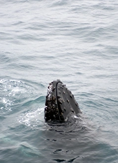 Images Dated 14th February 2006: Humpback whales in Antarctica