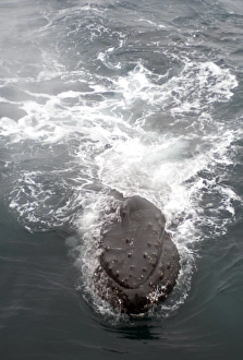 Images Dated 14th February 2006: Humpback whales in Antarctica