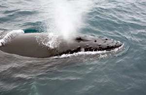 Images Dated 14th February 2006: Humpback whales in Antarctica