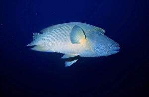 Humphead wrasse, Cheilinus undulatus, Red Sea, Egypt