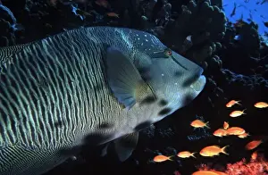 Eco Tourism Prints: Humphead wrasse, Cheilinus undulatus and anthiases at Elphinstone Reef, Red Sea, Egypt