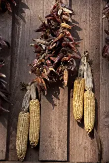 Spice Prints: Hungary, Budapest. Dried paprika & corn on old barn wall