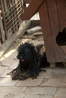 Images Dated 14th September 2009: Hungary, Budapest, Lazsr Lovaspark. Puli, Hungarian Sheepdogs, traditional curly