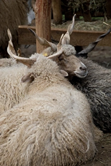 Images Dated 14th September 2009: Hungary, Budapest, Lazsr Lovaspark. Hungarian Racka sheep, historic breed dating