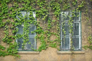 HUNGARY-DANUBE BEND-Visegrad: Vine Covered Building
