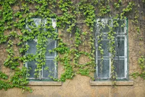 Visegrad Prints: HUNGARY-DANUBE BEND-Visegrad: Vine Covered Building