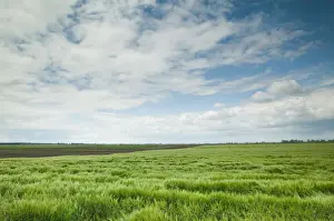 Images Dated 16th May 2004: HUNGARY-Great Plain- HORTBAGY: Hungarys Cowboy Country Farm Fields / Spring