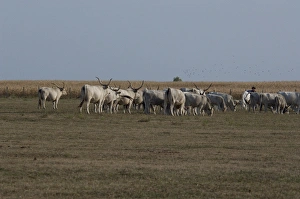 Images Dated 12th September 2009: Hungary, Kalocsa, Puszta region. Traditional Hungarian ranch. Historic breed of local