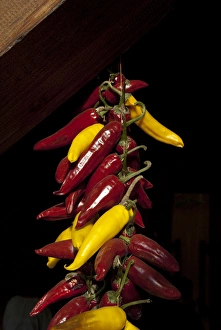 Hungary, Kalocsa, Puszta region. Largest paprika growing area in Hungary, paprika