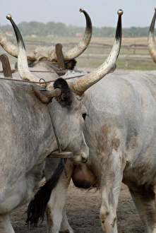 Great Plain Prints: Hungary, Kalocsa. Traditional Hungarian ranch. Hungarian grey cattle, unique local breed