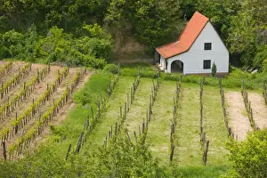Images Dated 17th May 2004: HUNGARY-Southern Transdanubia-SZEKSZARD: Vineyard View from Calvary Hill